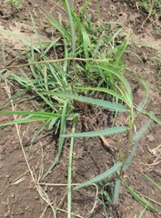 Chamaecrista mimosoides