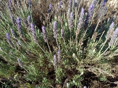 Lavandula dentata
