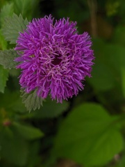 Centratherum punctatum