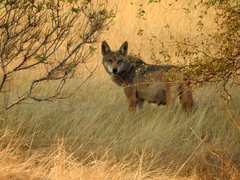 Canis lupus pallipes