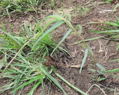 Chamaecrista mimosoides