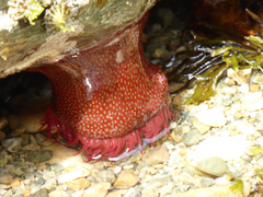 Actinia fragacea