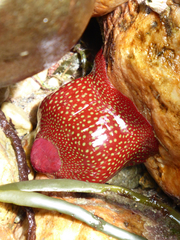 Actinia fragacea
