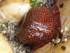 Actinia fragacea