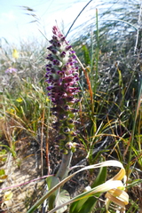 Lachenalia violacea