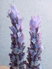 Lavandula dentata
