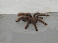 Avicularia rufa
