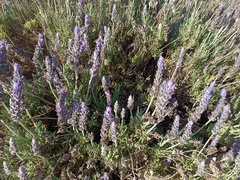 Lavandula dentata