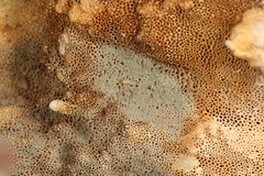 Penicillium