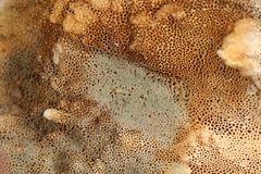 Penicillium