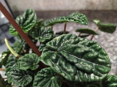 Peperomia caperata