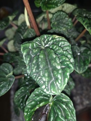 Peperomia caperata