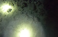 Myrichthys colubrinus