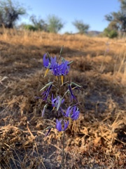 Conanthera bifolia