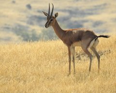 Gazella bennettii