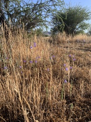 Conanthera bifolia