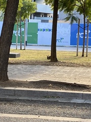 Leporidae