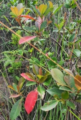 Triadica cochinchinensis