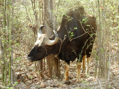 Bos gaurus