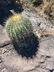 Ferocactus alamosanus