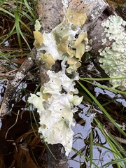 Parmotrema perforatum