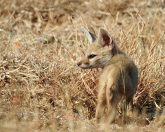 Vulpes bengalensis
