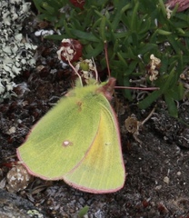 Colias meadii