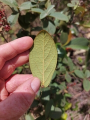 Heteropterys campestris