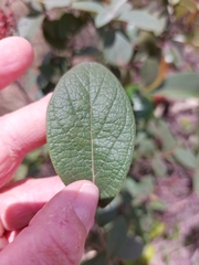 Heteropterys campestris