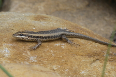 Trachylepis spilogaster