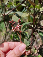 Heteropterys campestris