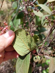Heteropterys campestris