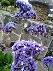 Limonium perezii