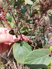 Heteropterys campestris