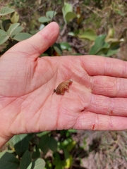 Heteropterys campestris