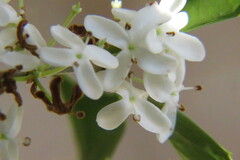 Osmanthus fragrans