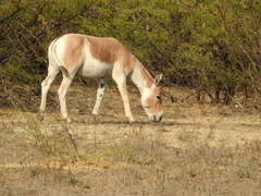 Equus hemionus khur