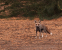 Vulpes vulpes pusilla