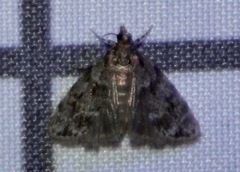 Scoparia basalis