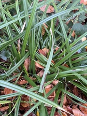 Carex pendula