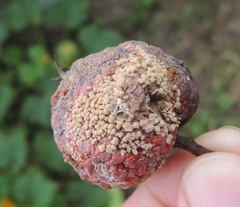 Monilinia fructigena