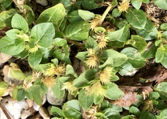 Alternanthera pungens