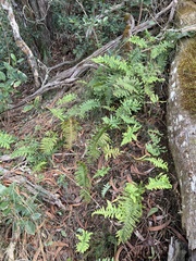 Polypodium pellucidum