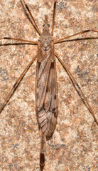 Tipula longiventris