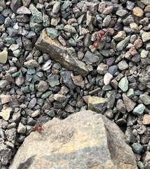 Pogonomyrmex occidentalis