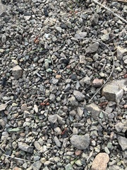 Pogonomyrmex occidentalis