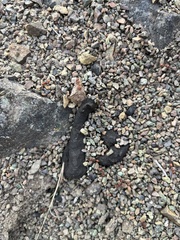 Pogonomyrmex occidentalis