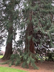 Sequoiadendron
