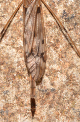 Tipula longiventris