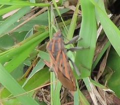 Spilostethus rivularis